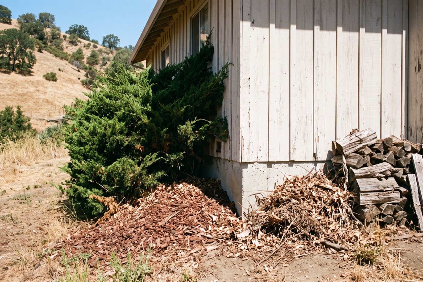 An overgrown juniper, bark mulch and a woodpile pushed against the wall of a house on a dry hillside.